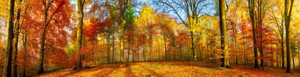 Colorful forest panorama