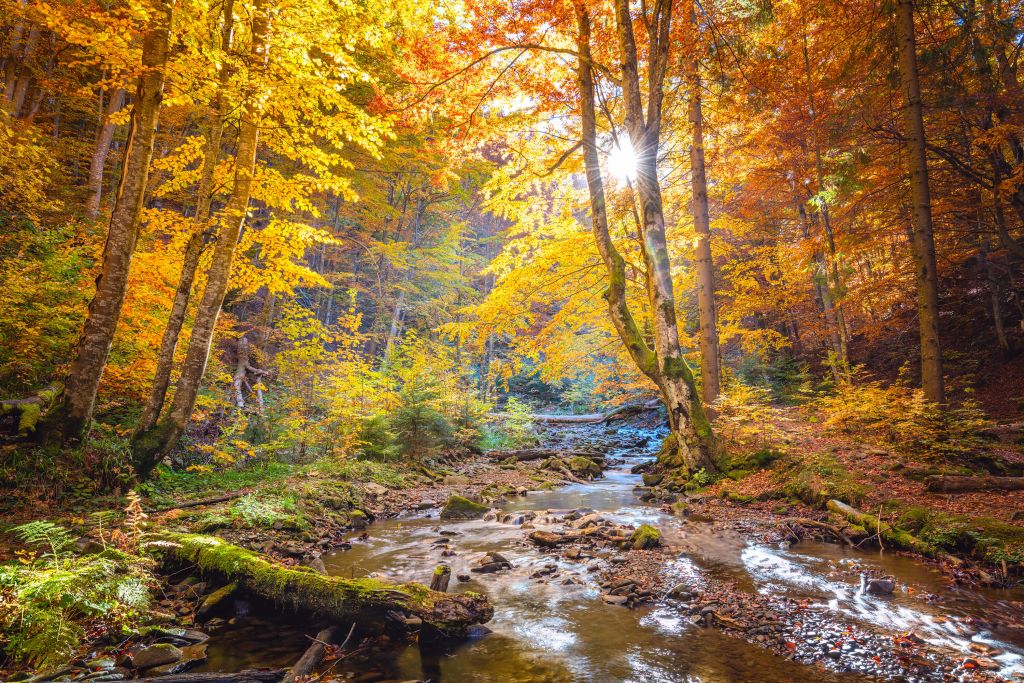 Autumn in wild forest