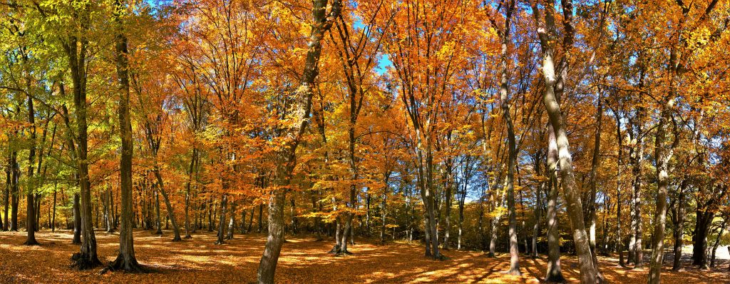 Autumn in forest