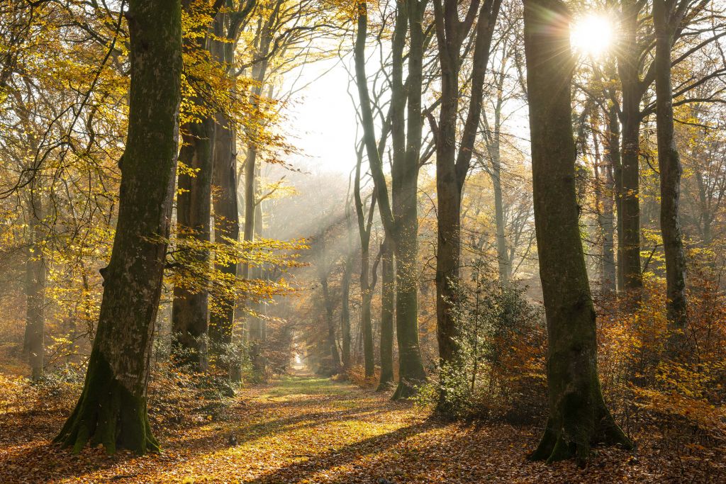 The forest of Crécy