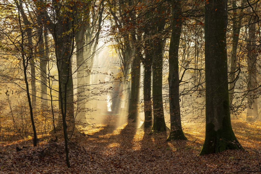 The forest of Crécy