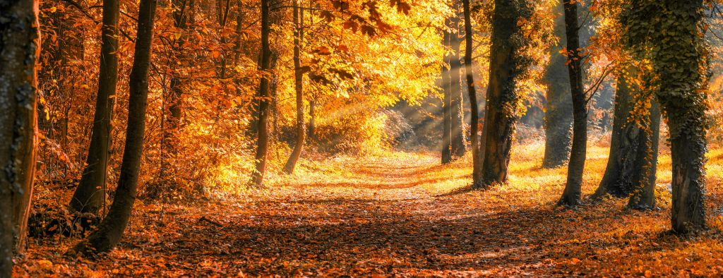 Panorama in autumn