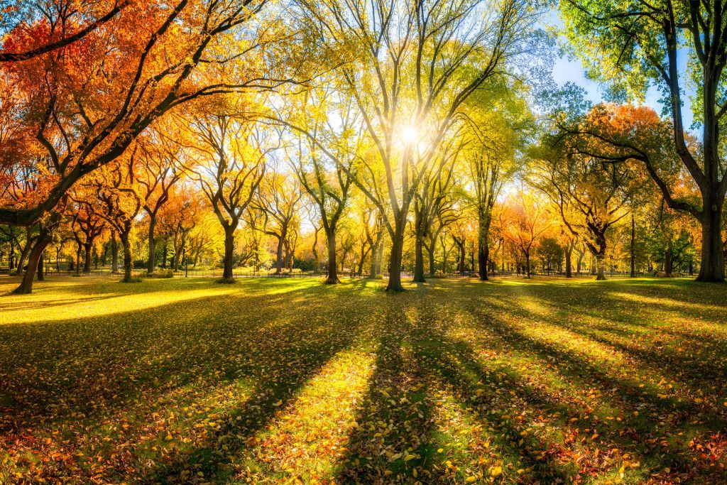 Colourful autumn forest