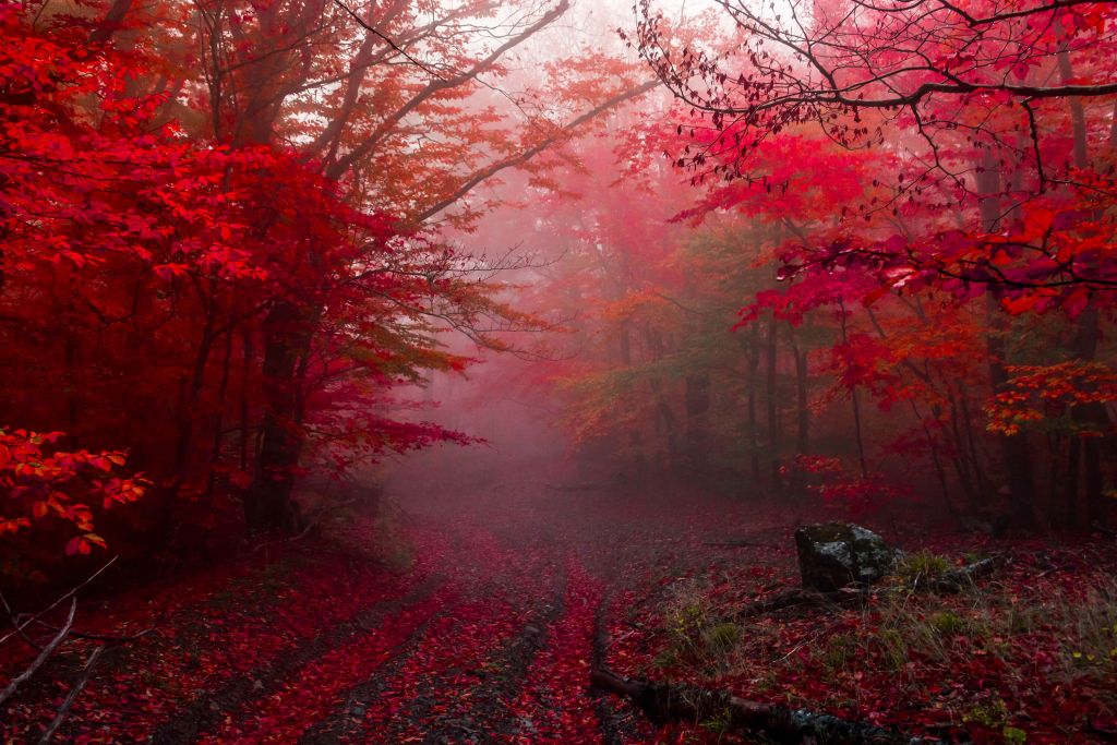 Red forest