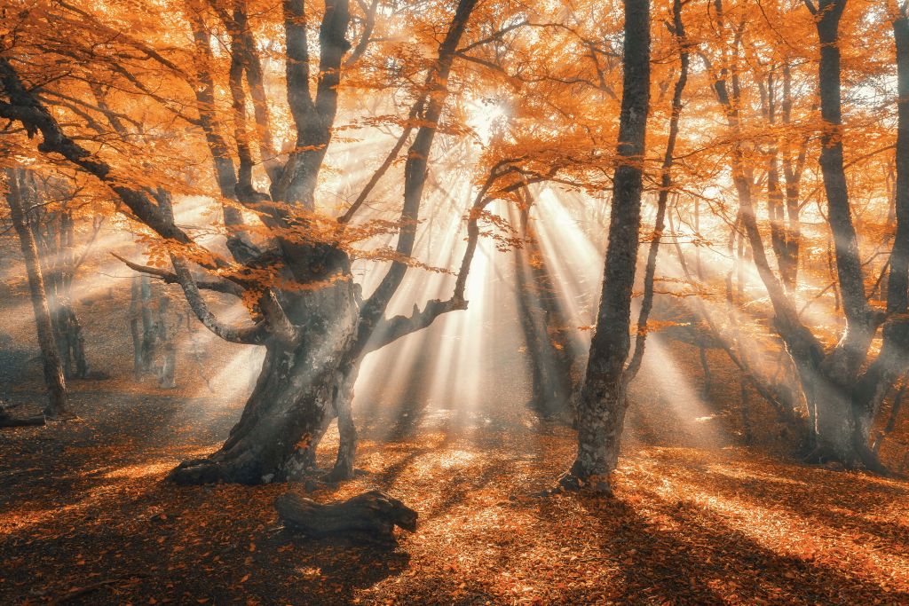 Magical Autumn Forest
