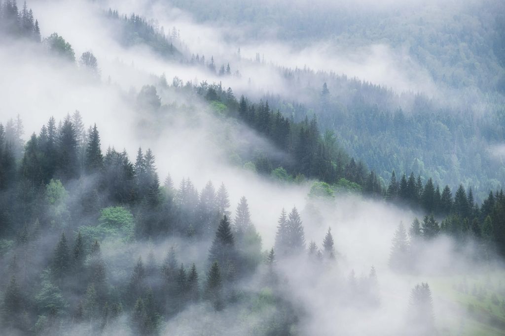 Foggy forest in the mountains