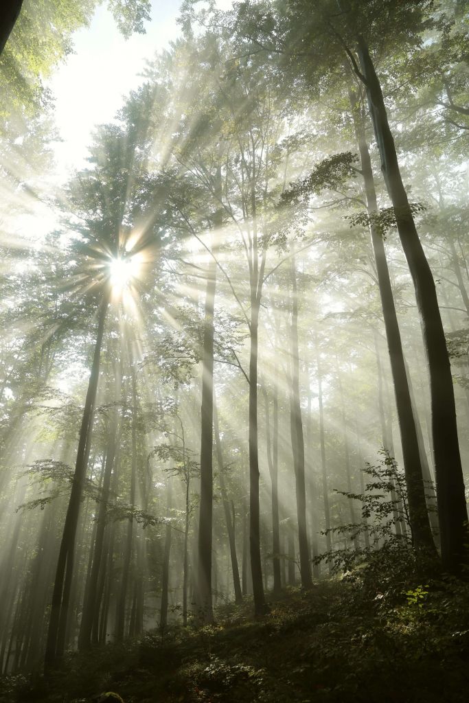 Forest in foggy weather