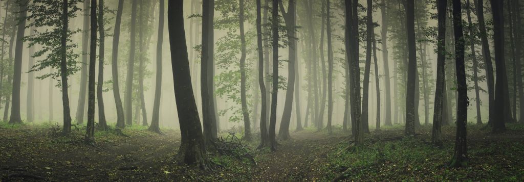 Fog in green forest