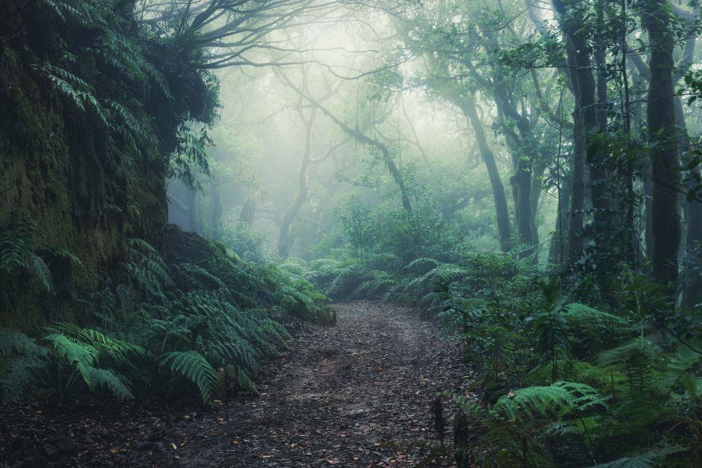 Green foggy forest