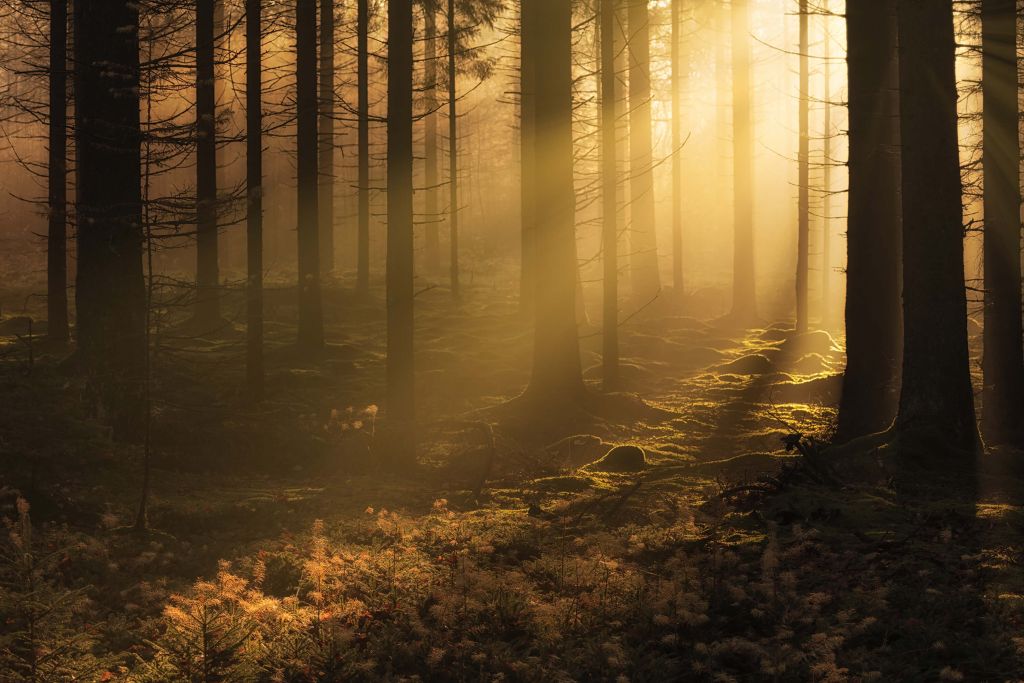 Dark autumn forest