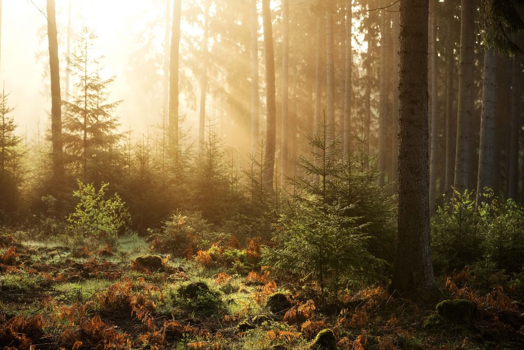 Sunbeams through forest
