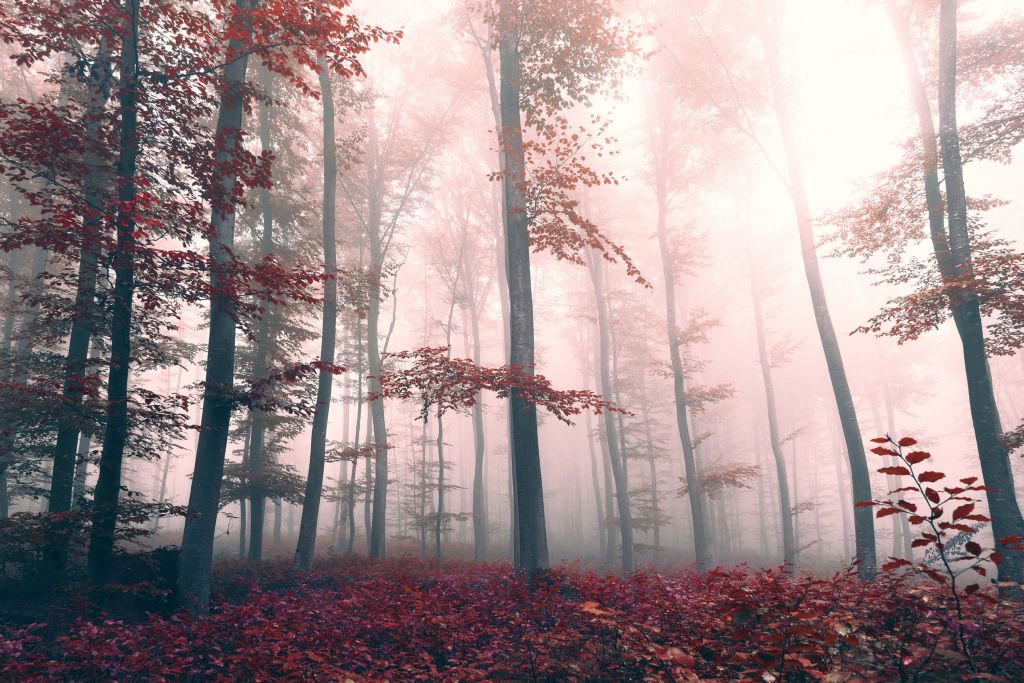 Red forest landscape