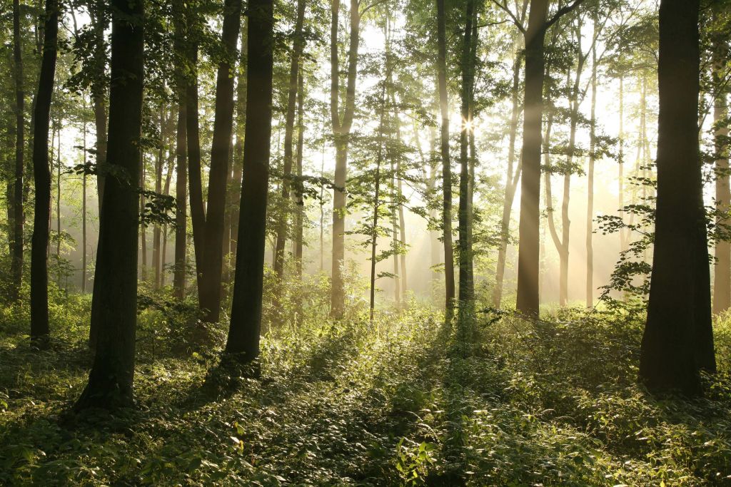 Foggy deciduous forest