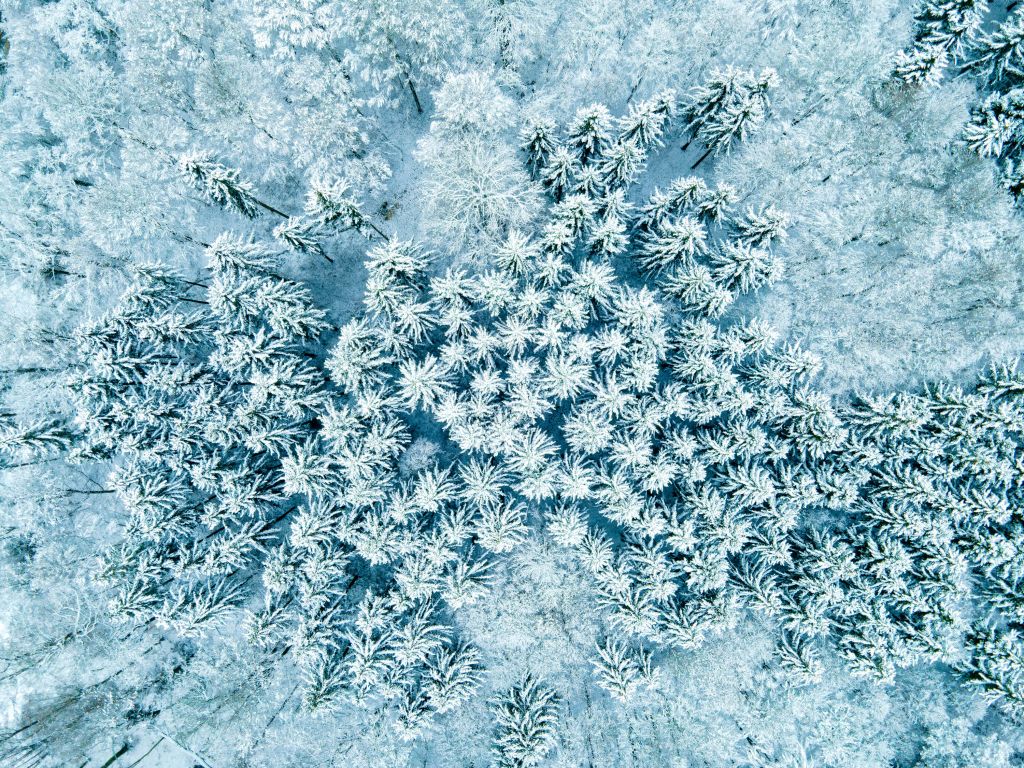 Snowy pine forest