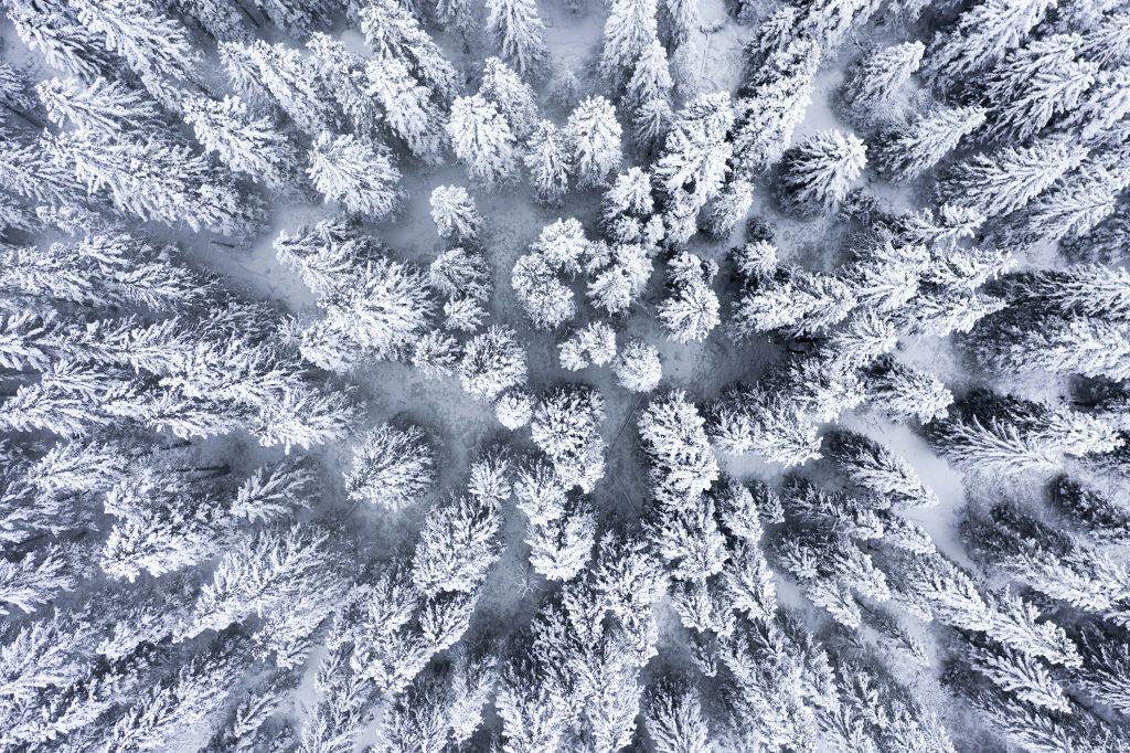 Winter forest from above
