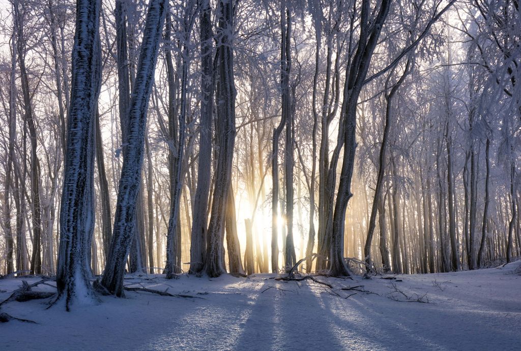 Frozen trees