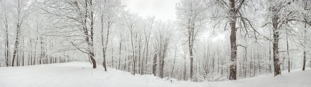 Winter forest