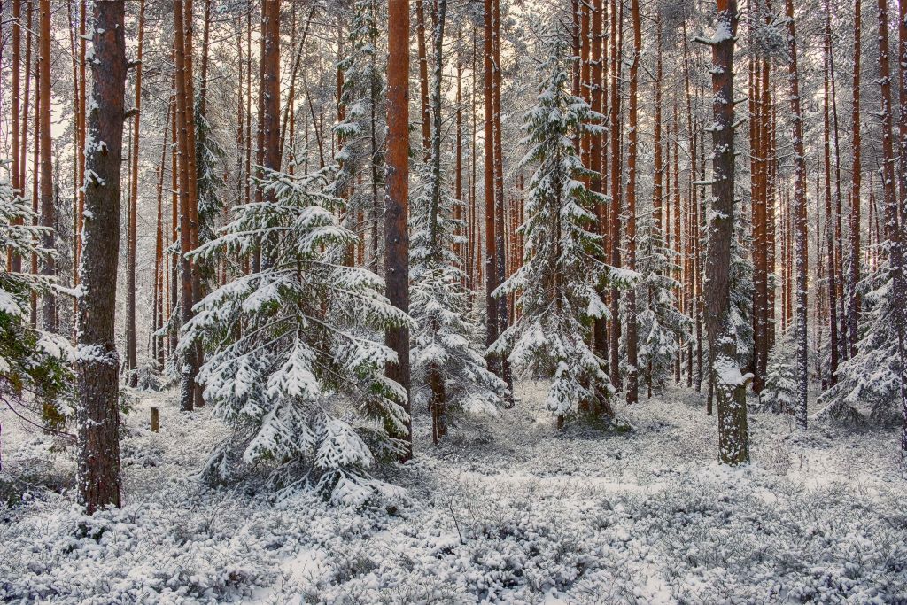 Forest in snow