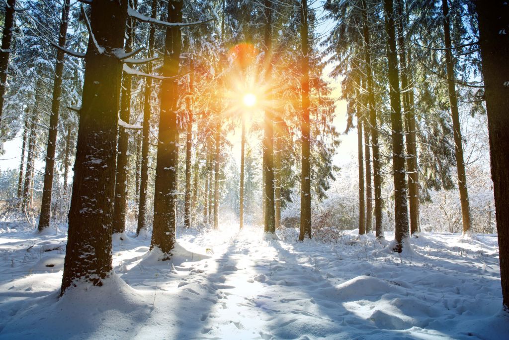 Sunlight in winter forest