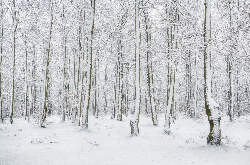 Forest with snow