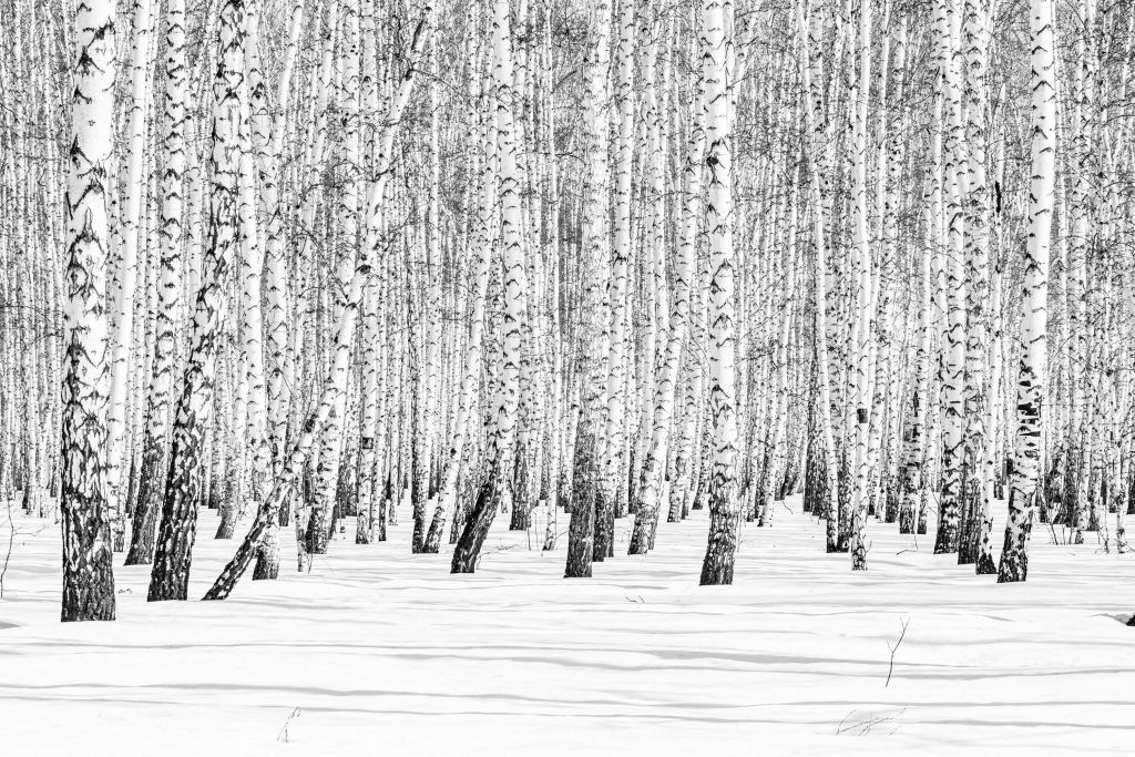 White birch forest