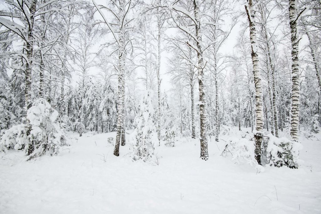 Snowy forest