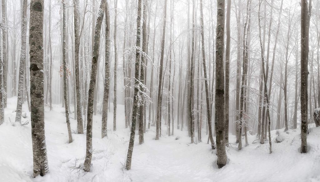 Beech forest with snow