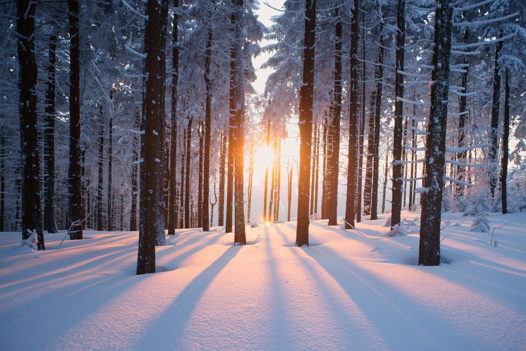 Sunset in a winter forest