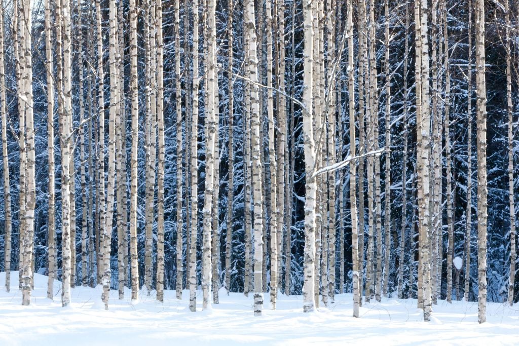 Snowy birches