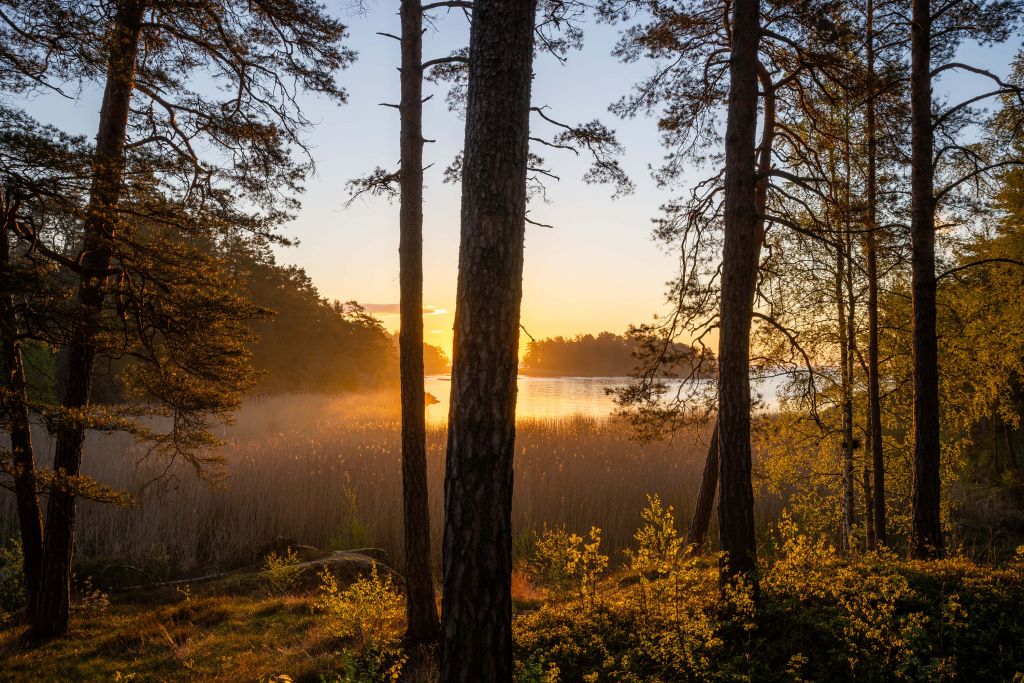 Forest during sunset