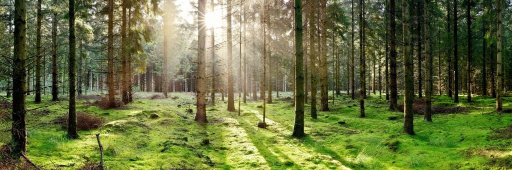 Coniferous forest with moss