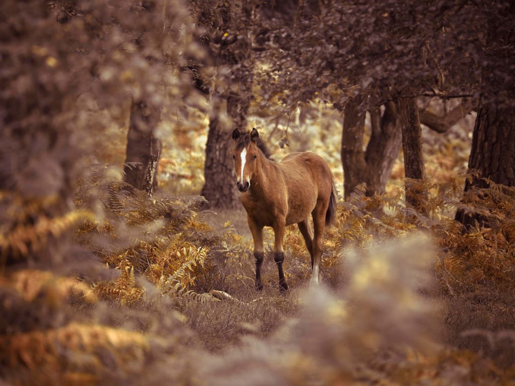 Horse in the wilderness