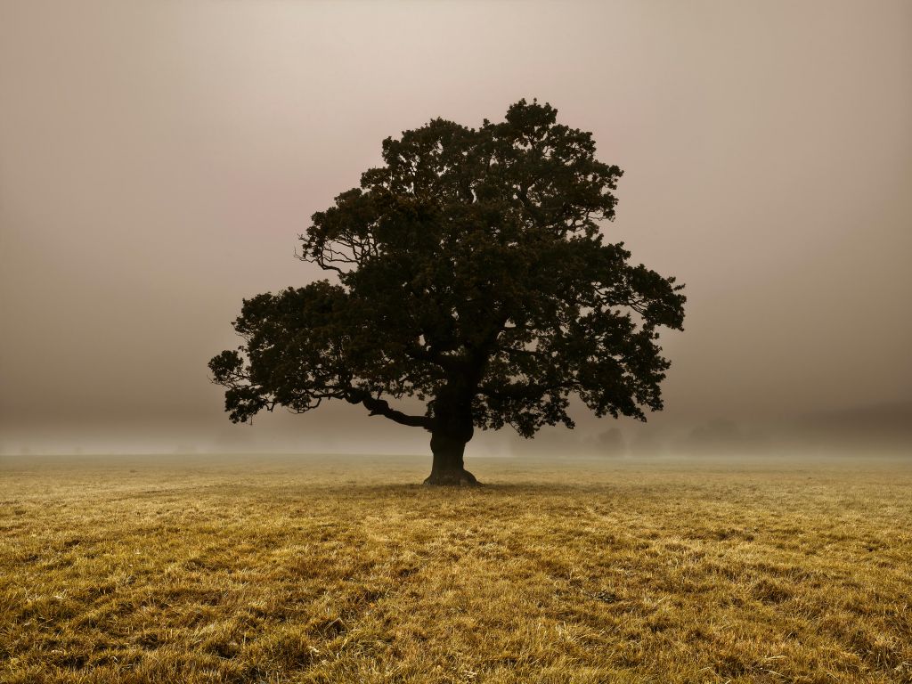 Tree in the Mist