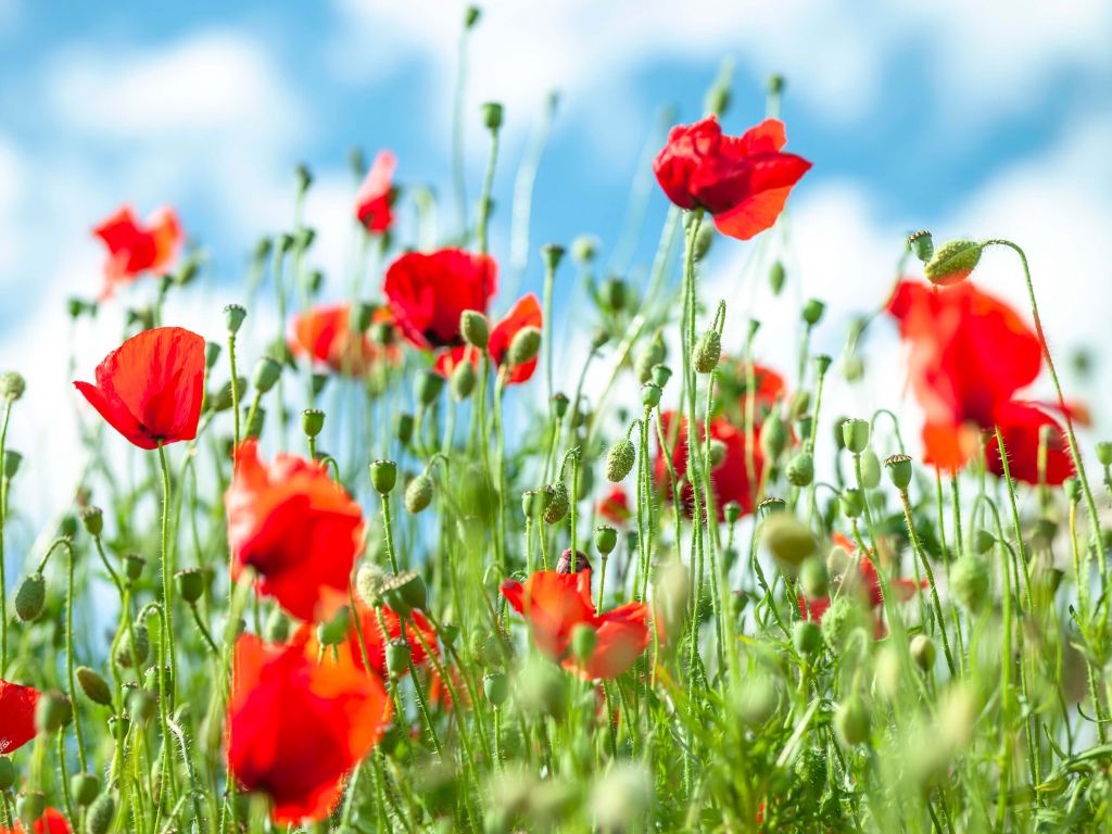 Field with poppies