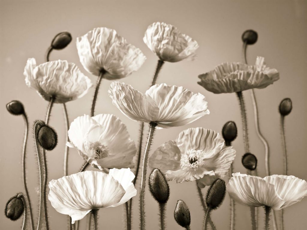 Poppies vintage