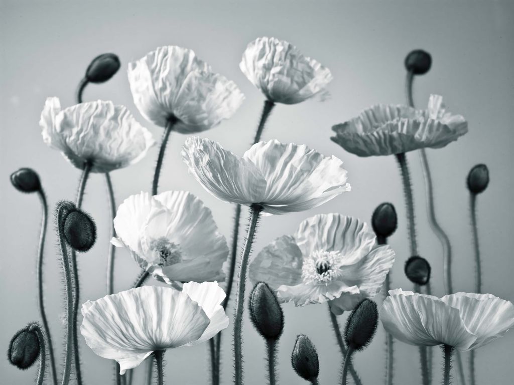 Blue tone poppies