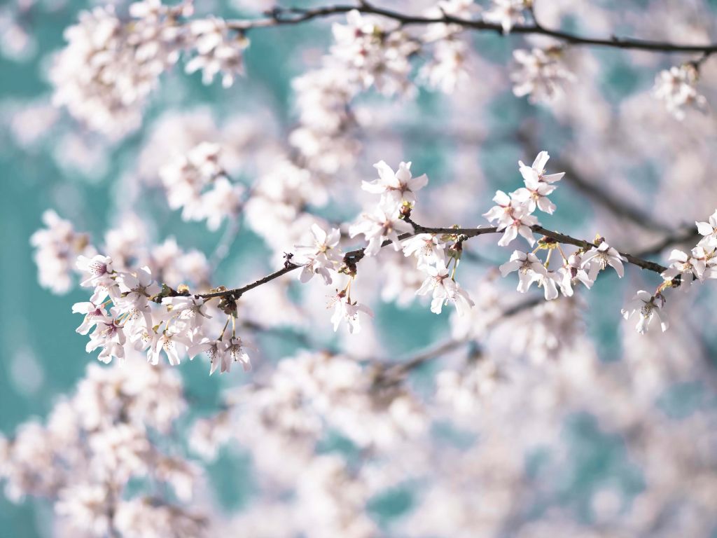 Blossoms