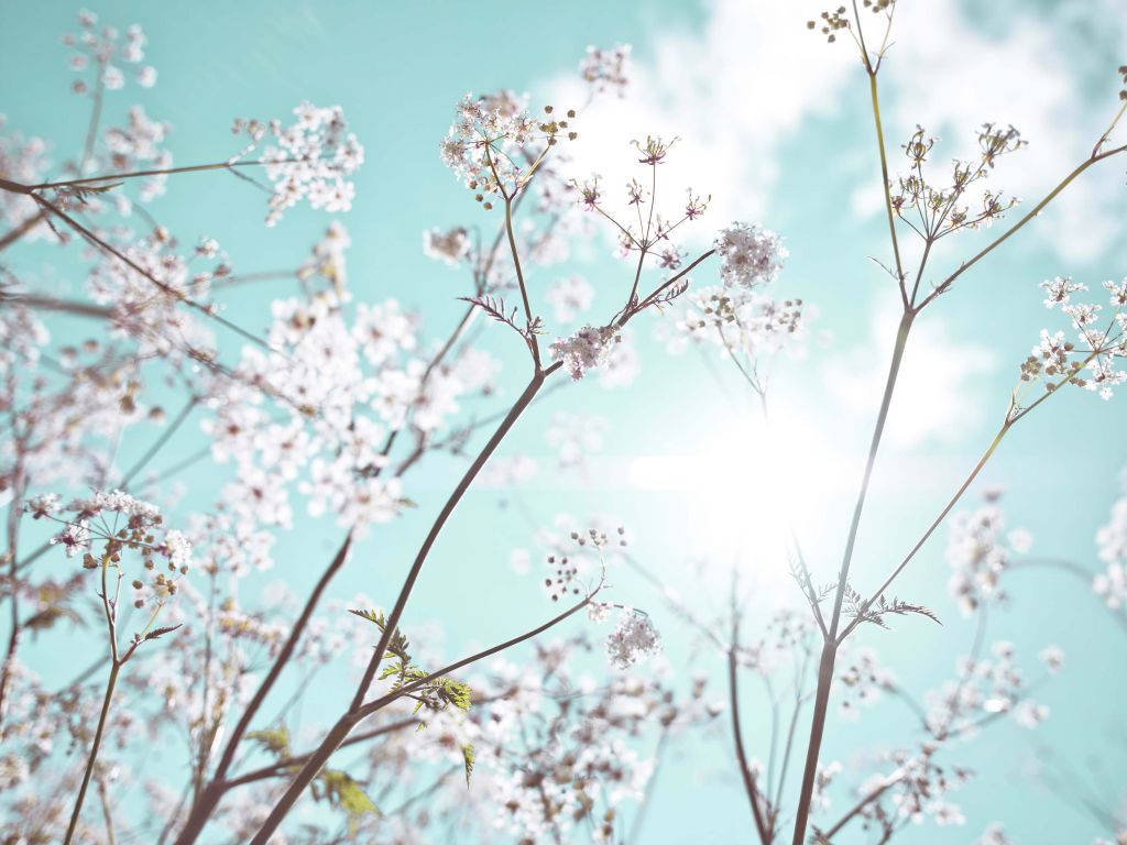 Almond blossom in the sun