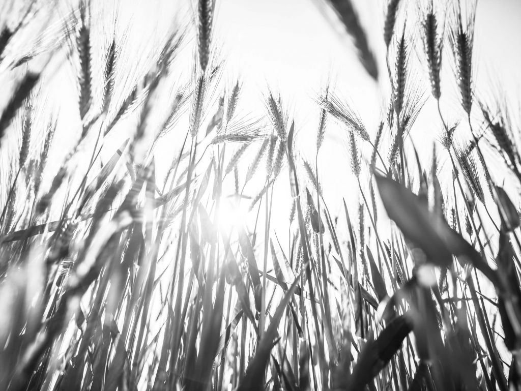 Sunny wheat field