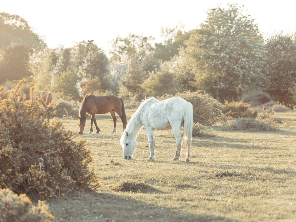 Grazing horses