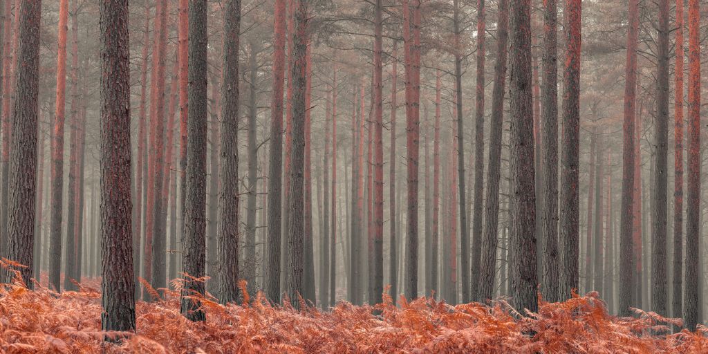 Trees in autumn