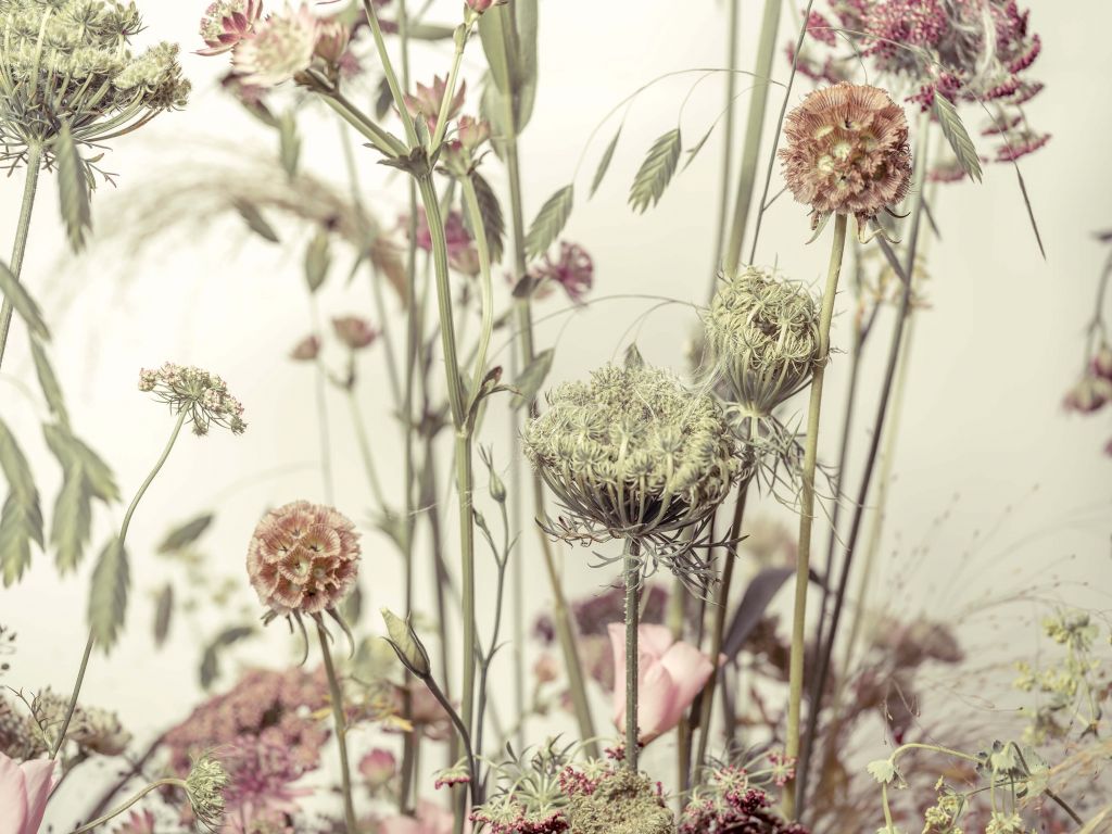 Close-up flowers