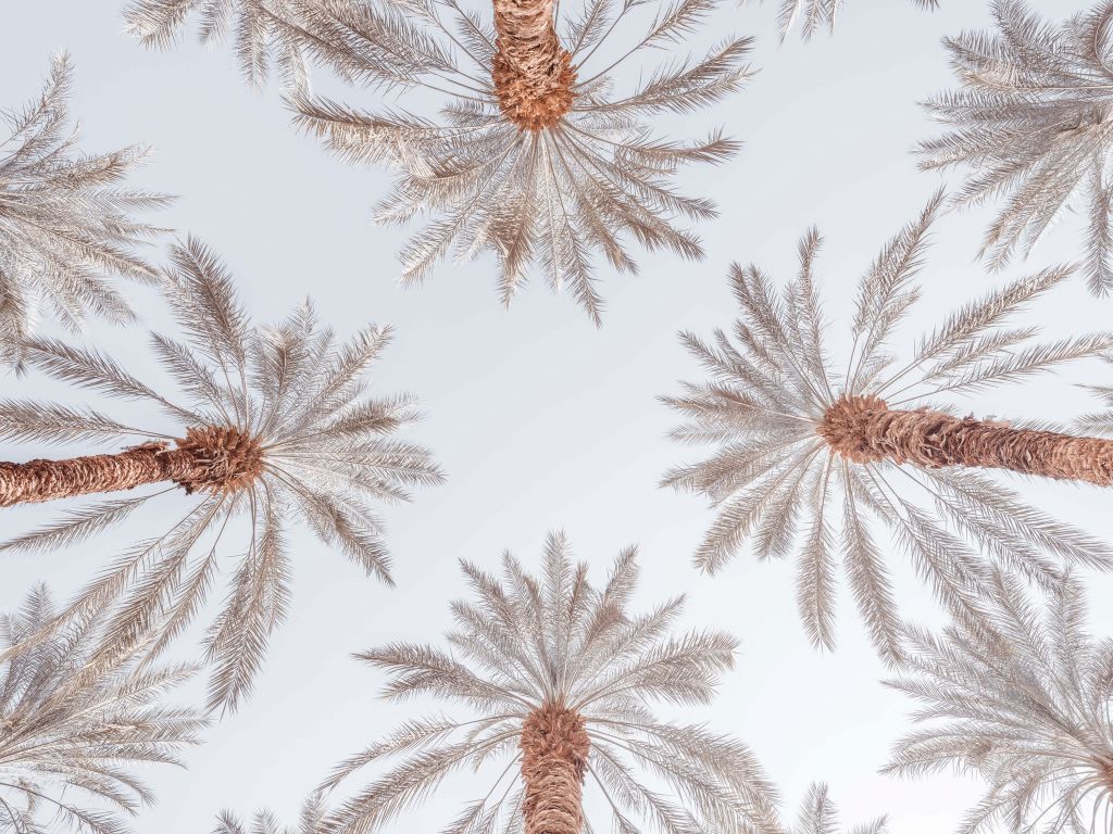 Summer palm trees