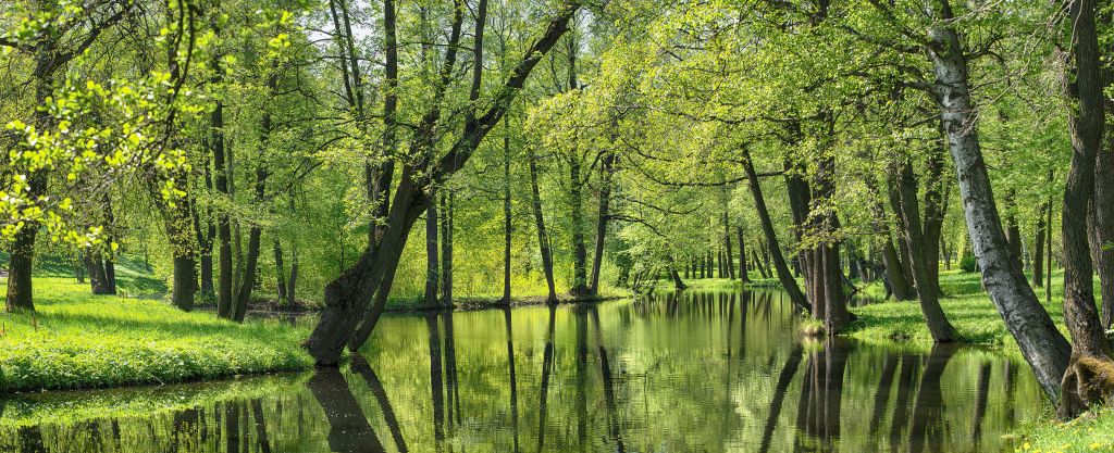 Summer landscape