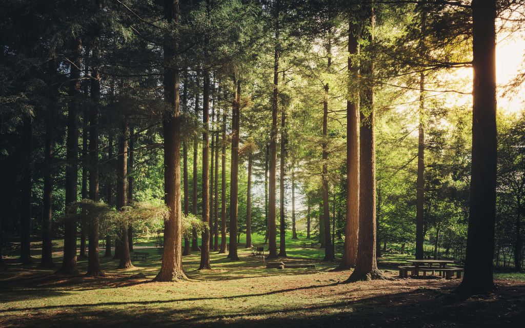 Summer forest