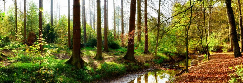 Autumn forest with bright sunlight