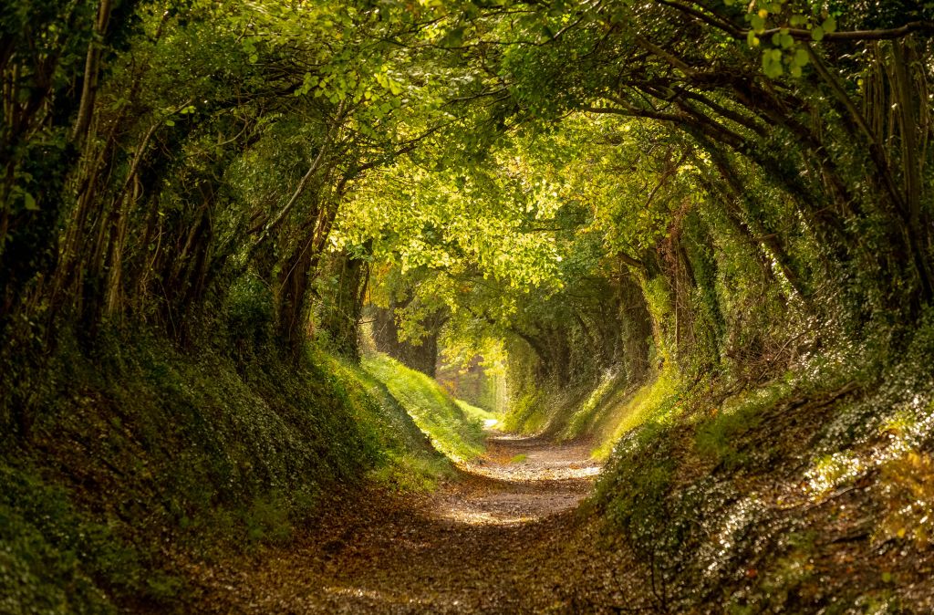 Halnaker tree tunnel