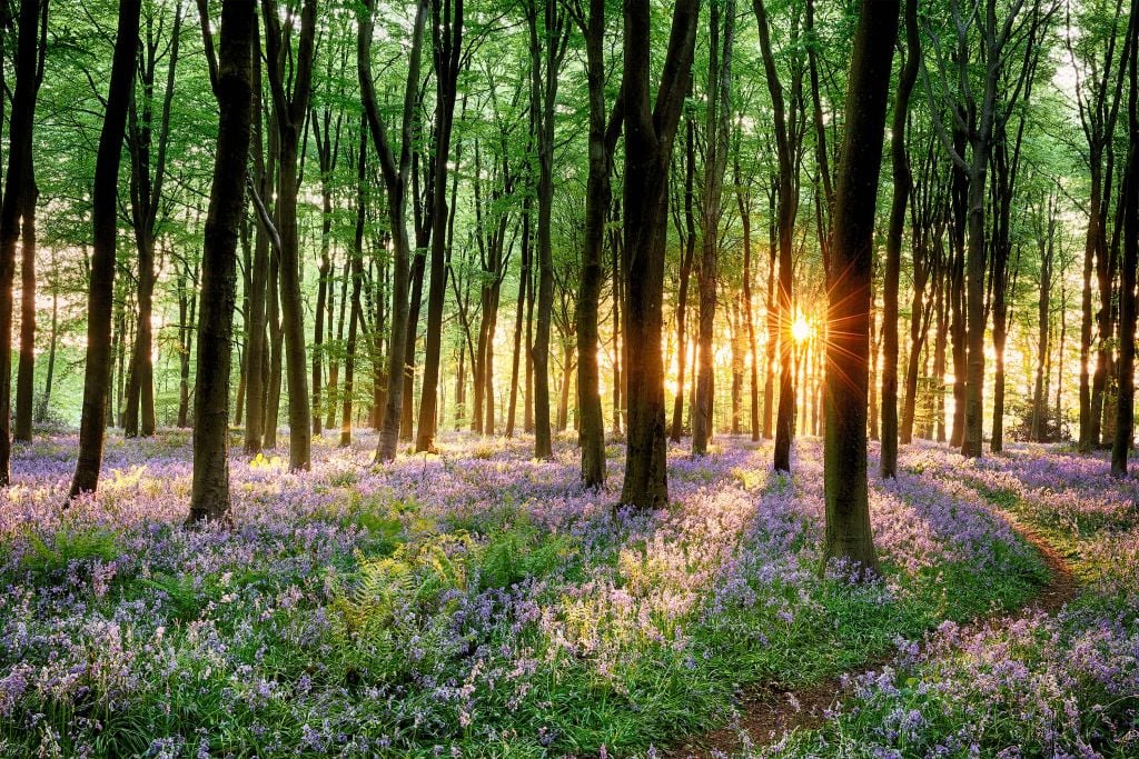 Forest path at sunrise