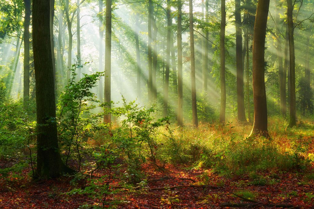 Beautiful morning