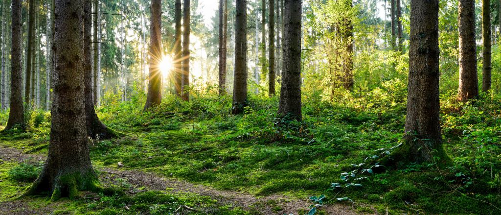 Forest panorama in spring